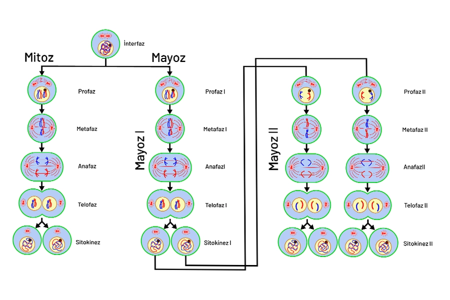 Mayoz Bölünme Nedir Mayoz Bölünme Evreleri Egitim