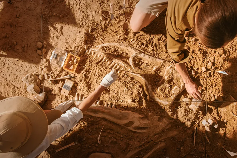 Nasıl Paleontolog Olunur?
