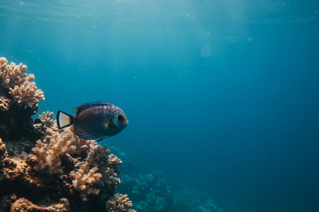 Balıkların Uyuduğunu Nasıl Anlarız?