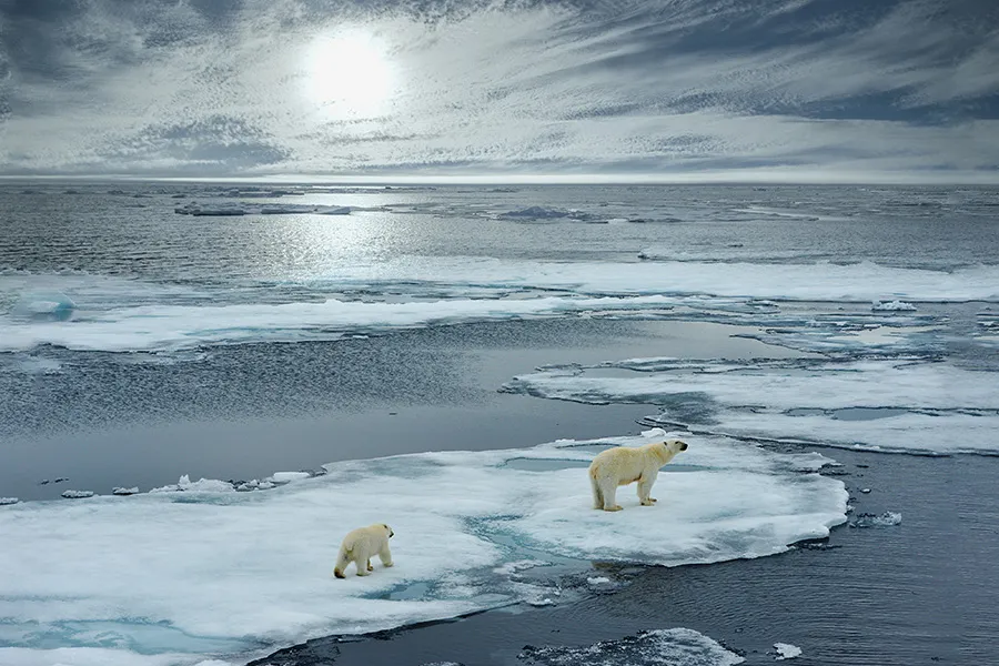 To The Arctic