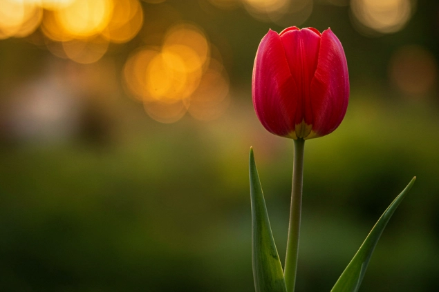 Lale Devri’nde Yapılan Yenilikler Nelerdir?