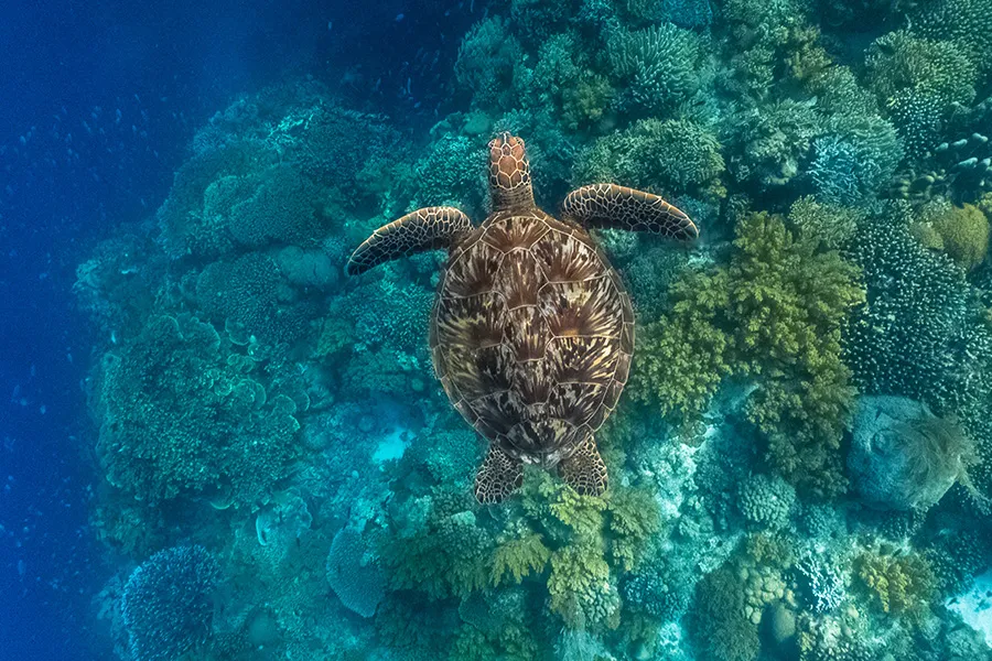 Chasing Coral