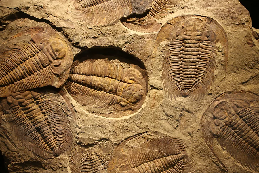Paleontoloji Nedir?