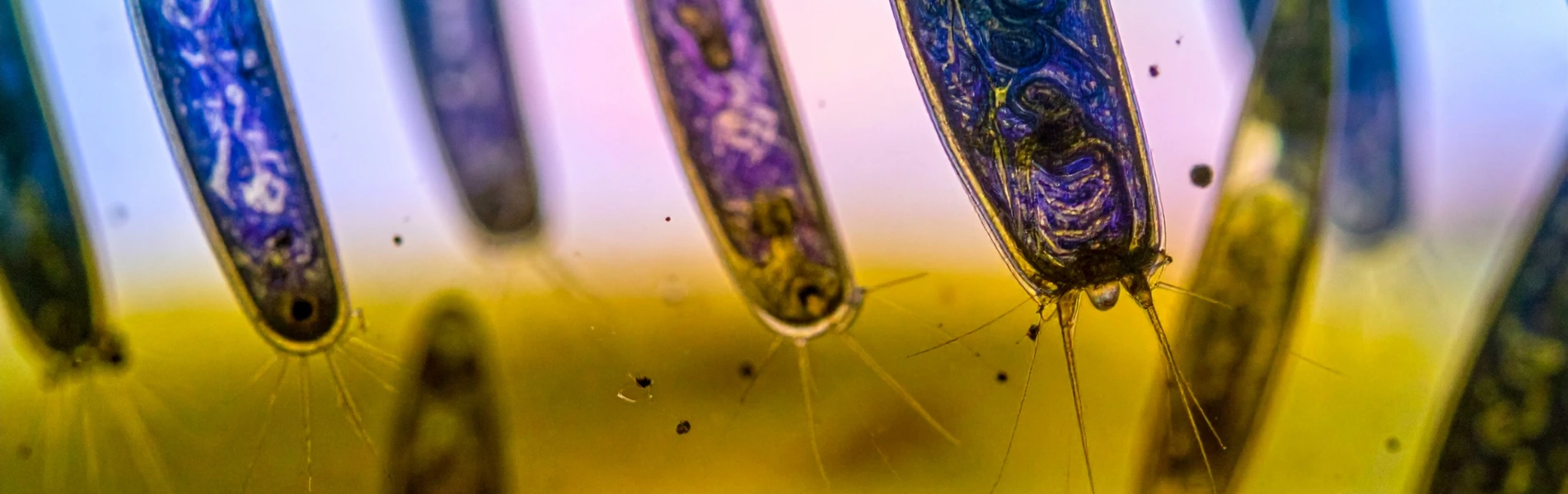 Protista Âlemindeki Canlılar ve Ortak Özellikleri