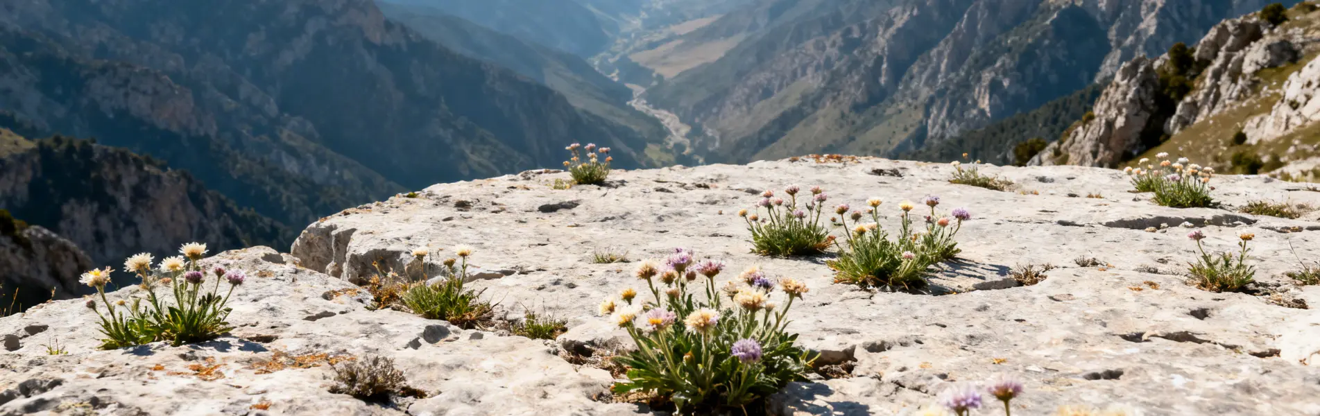 Endemik Bitkiler Nedir? Türkiye’deki Endemik Bitki Türleri