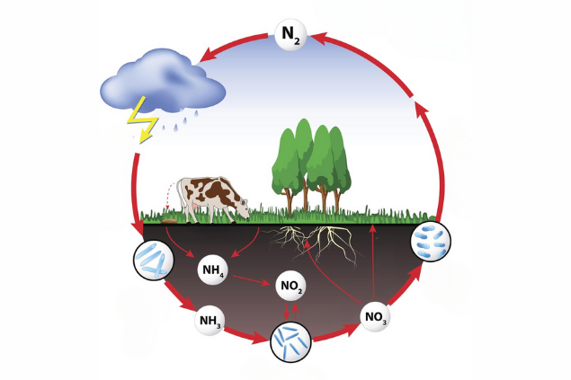 Azot Döngüsü Nedir?