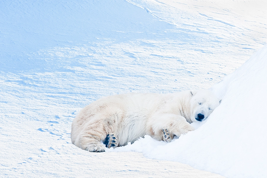 Hayvanlar Neden Kış Uykusuna Yatarlar?