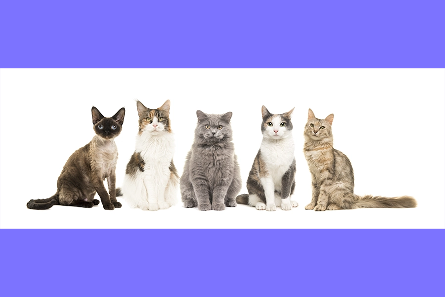 Kedi Cinsleri ve Özellikleri Hakkında Bilmeniz Gerekenler